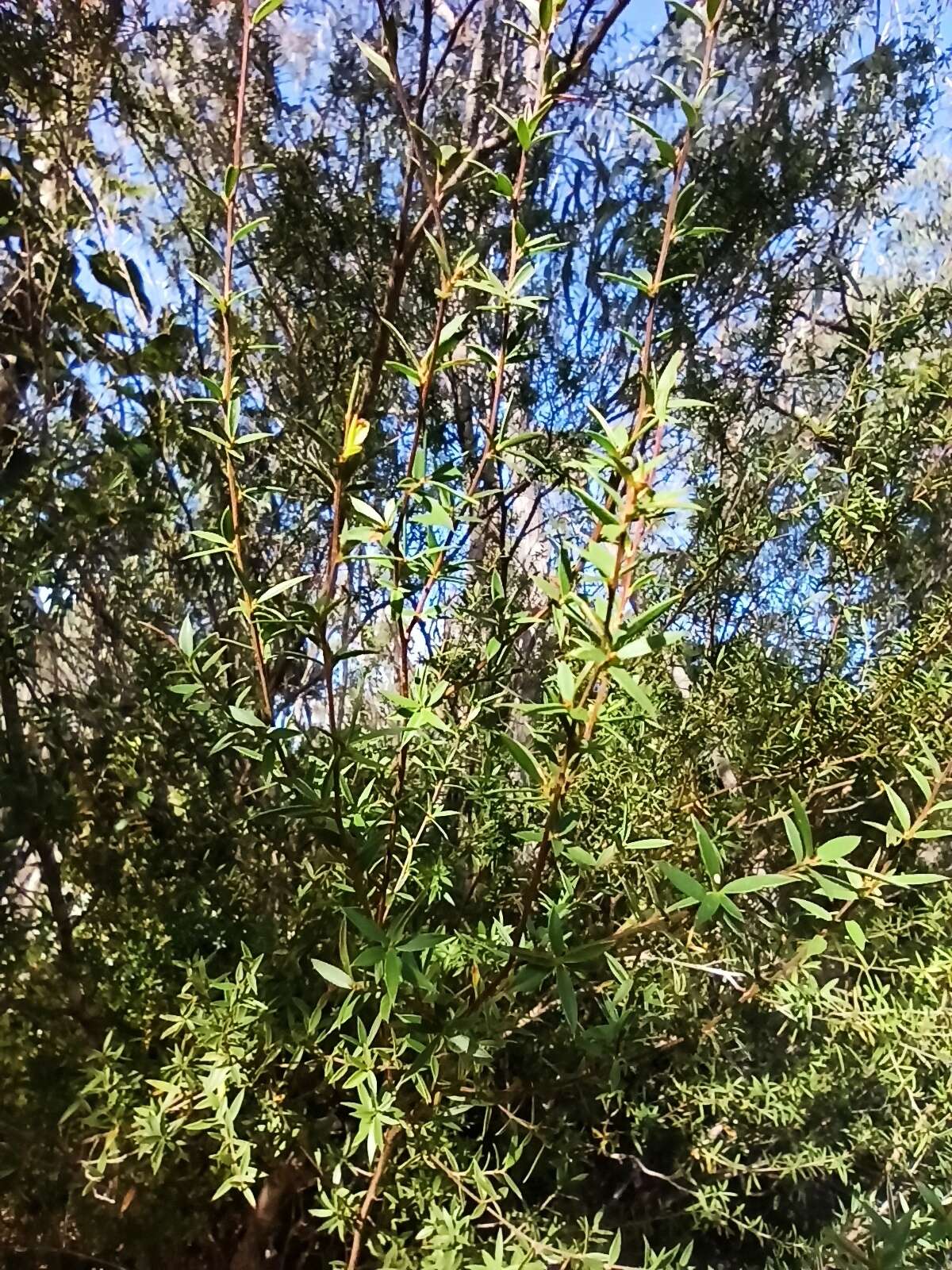 Sivun Leptospermum microcarpum Cheel kuva