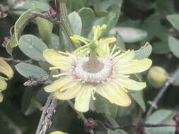 Image de Passiflora lobbii Mast.