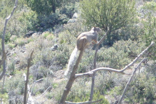 Image of rock squirrel