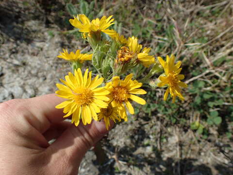 Слика од Heterotheca subaxillaris (Lam.) Britt. & Rusby