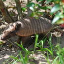 Image of Euphractus sexcinctus sexcinctus (Linnaeus 1758)