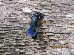 Image of Brown-legged Grass-carrier