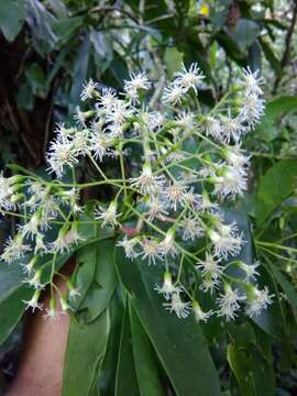 صورة Neomirandea araliifolia (Less.) R. King & H. Rob.