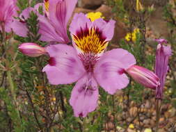 Image of Alstroemeria philippii subsp. philippii