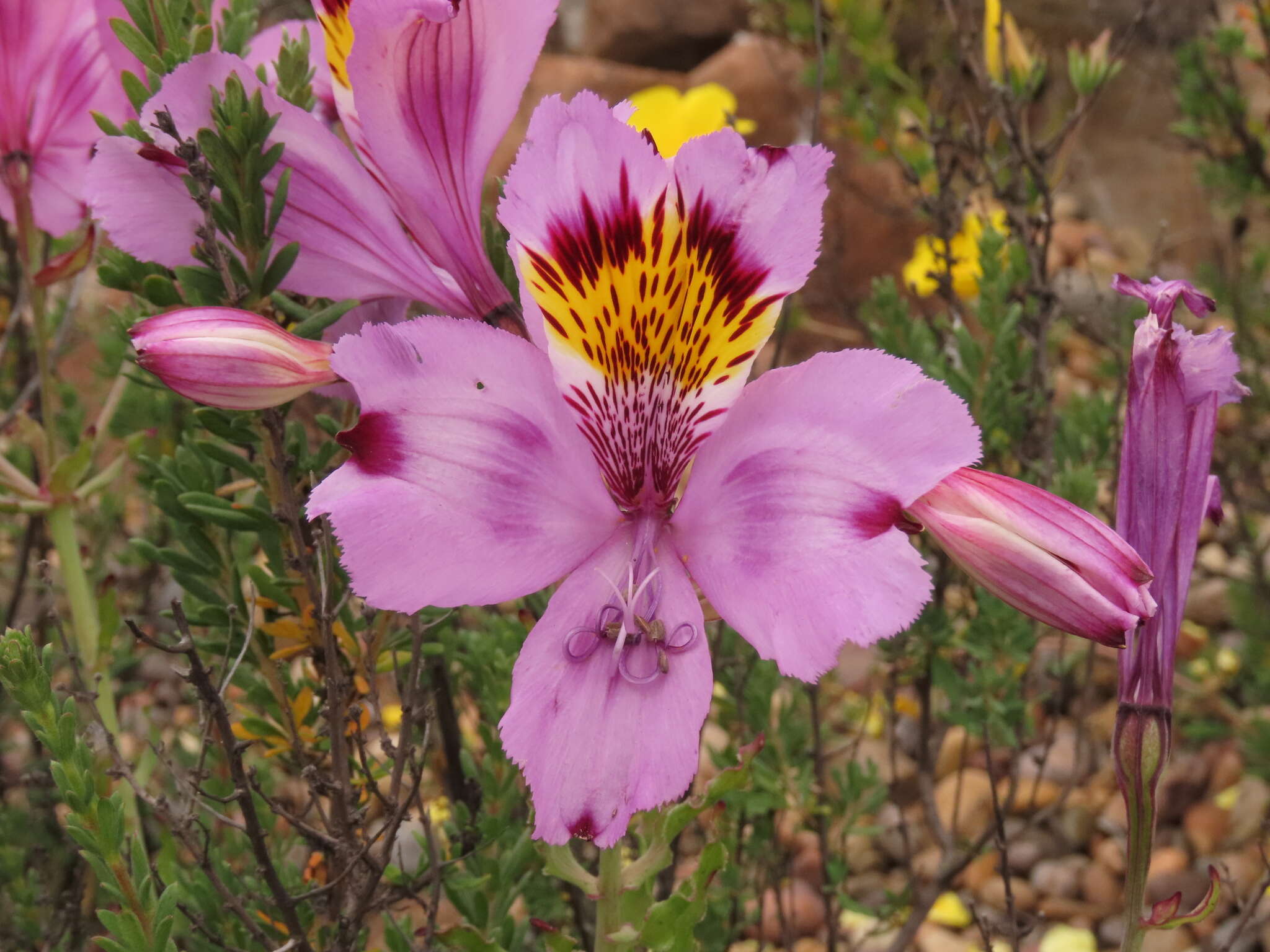 Image of Alstroemeria philippii subsp. philippii