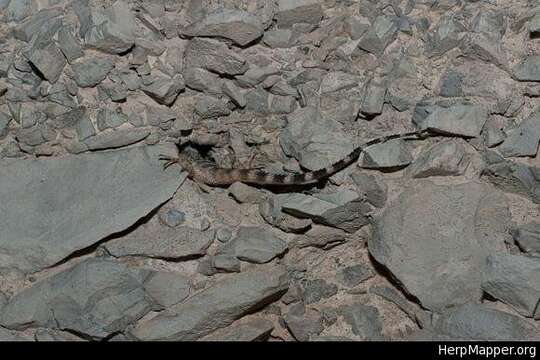 Image of Sceloporus poinsettii axtelli Webb 2006