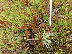 Image of Drosera arcturi Hook.