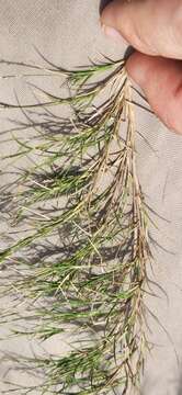 Imagem de Muhlenbergia utilis (Torr.) Hitchc.