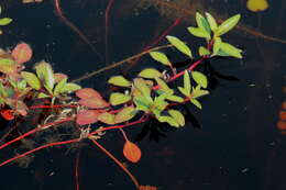Image of Creeping ludwigia