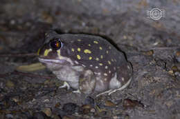 Image of Western Spotted Frog