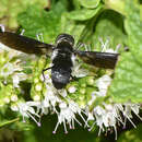 Image of Pseudopenthes hesperis Lambkin & Yeates 2003