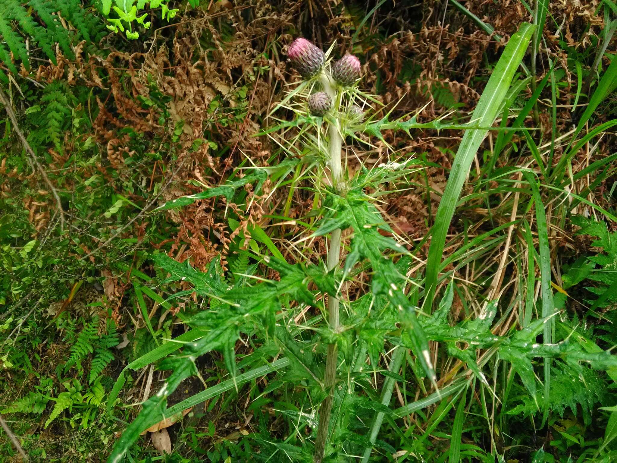 Imagem de Cirsium suzukii