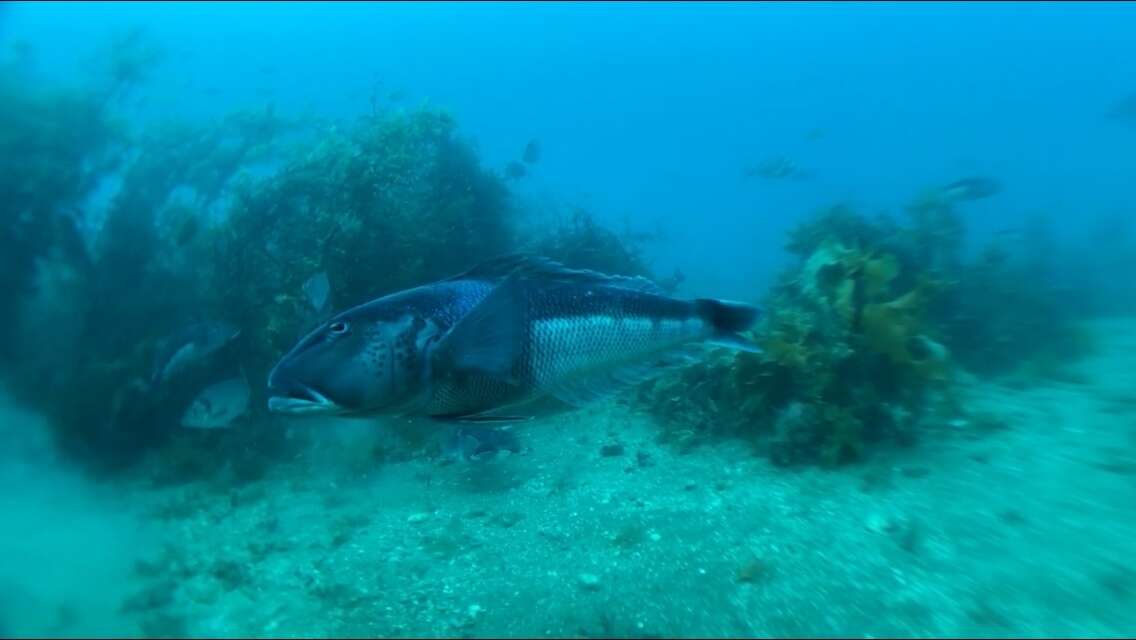 Parapercis colias (Forster 1801) resmi