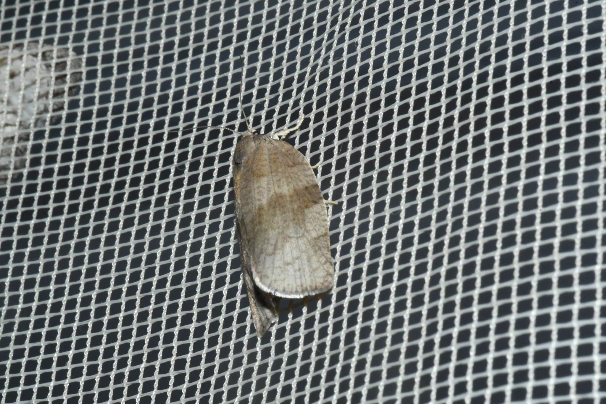 Image of Large Aspen Tortrix