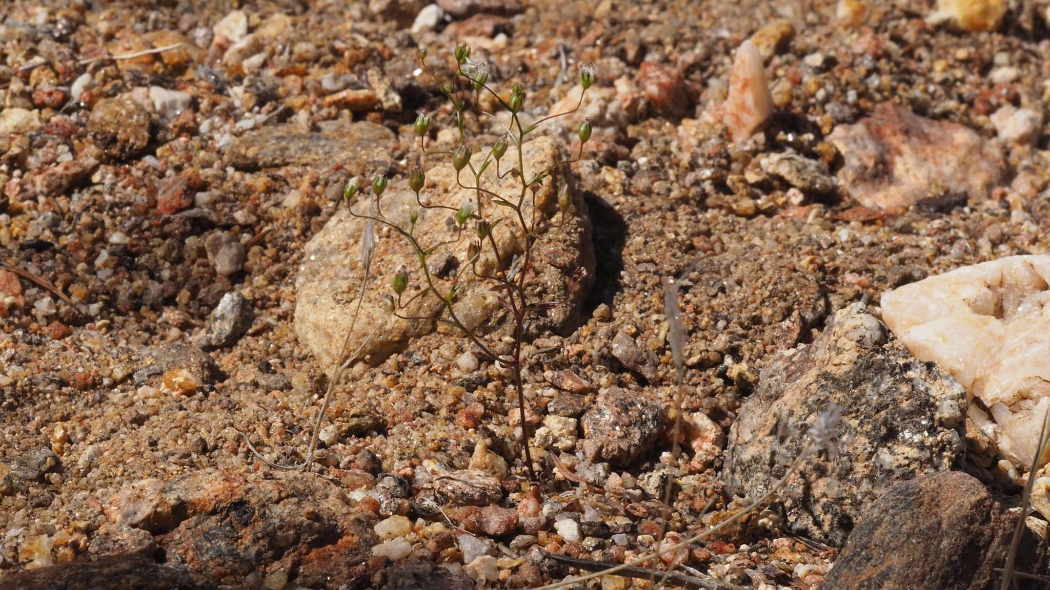 Image de Nemacladus pinnatifidus Greene