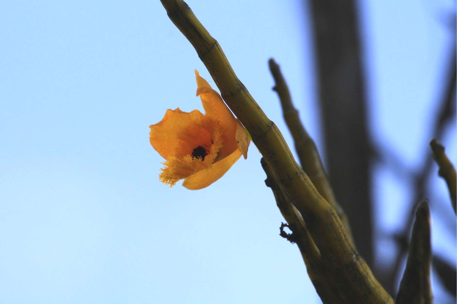 Imagem de Dendrobium fimbriatum Hook.