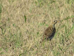 Anthus spragueii (Audubon 1844) resmi