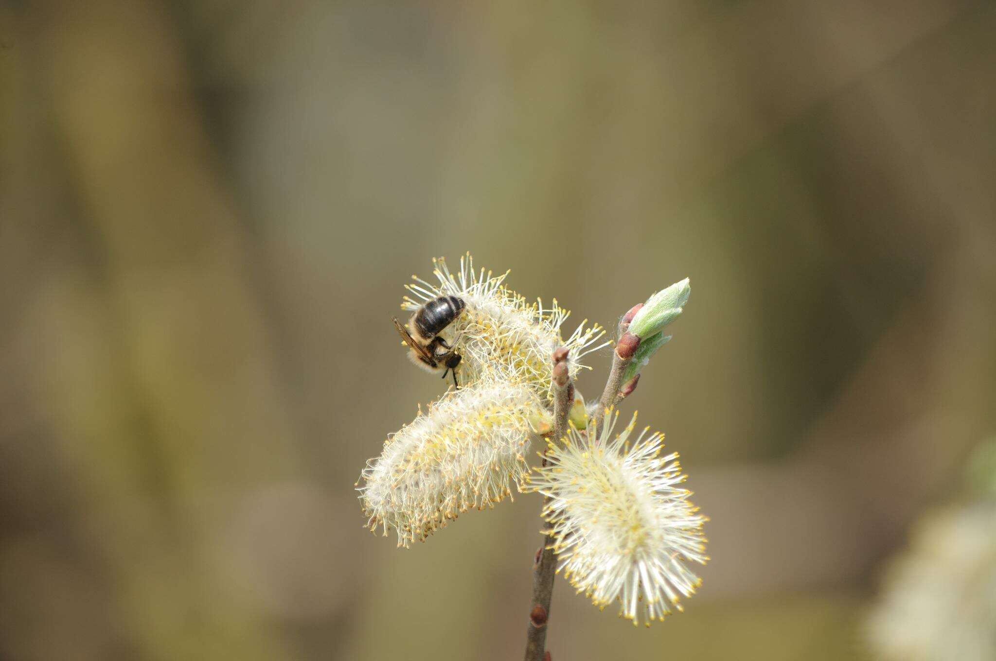 Image of Colletes cunicularius (Linnaeus 1761)