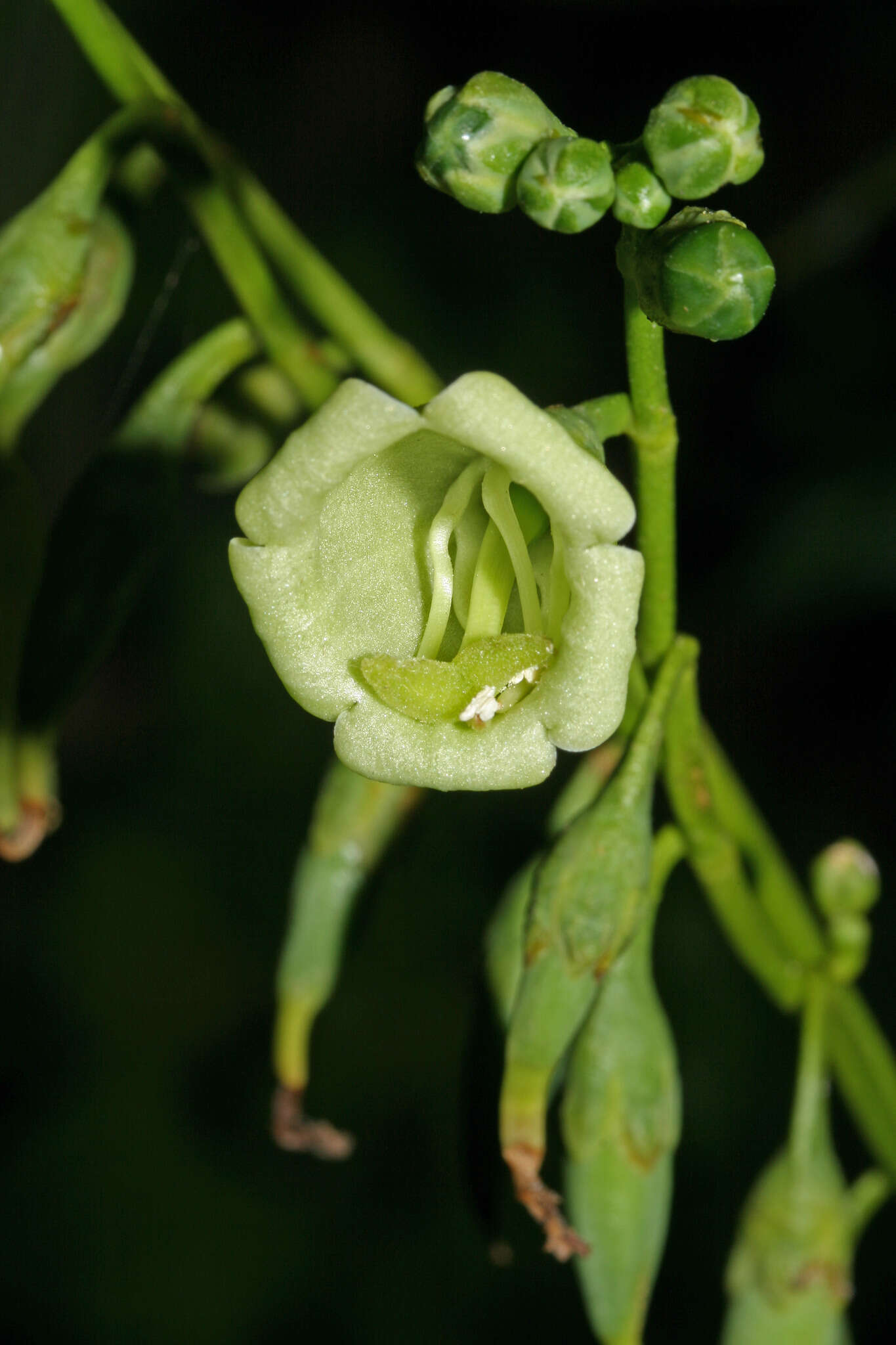 Image of Chelonanthus alatus Standl.