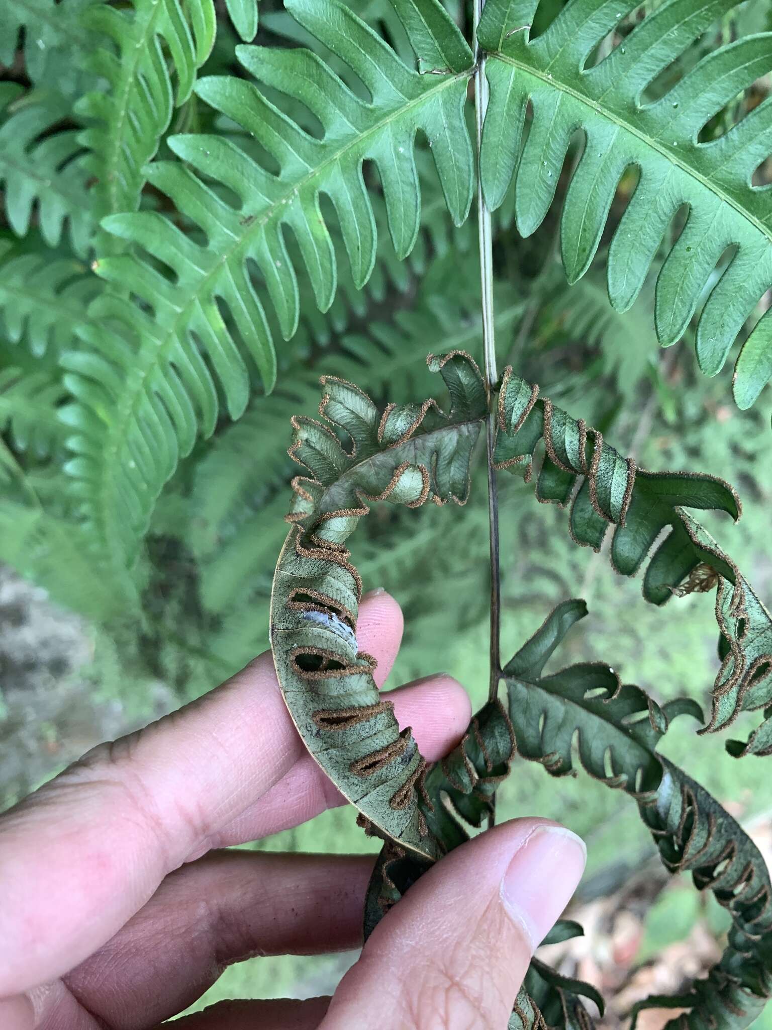 Sivun Pteris arisanensis Tag. kuva