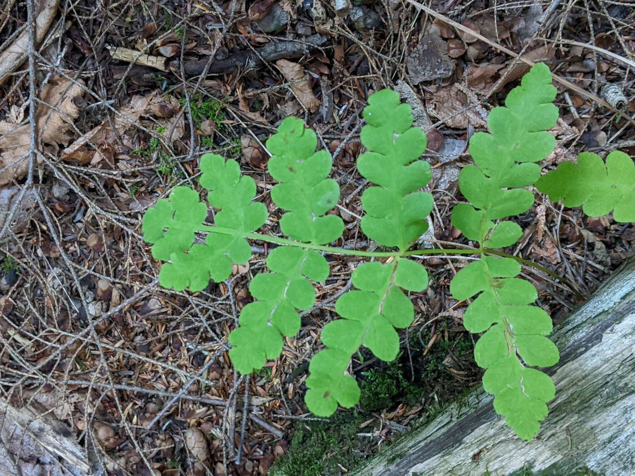 Claytosmunda claytoniana (L.) Metzgar & Rouhan resmi