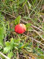 Image of Hygrocybe conicoides (P. D. Orton) P. D. Orton & Watling 1969