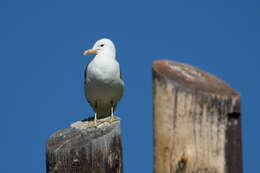 Larus californicus Lawrence 1854 resmi