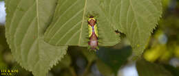 Image of Monema flavescens Walker 1855