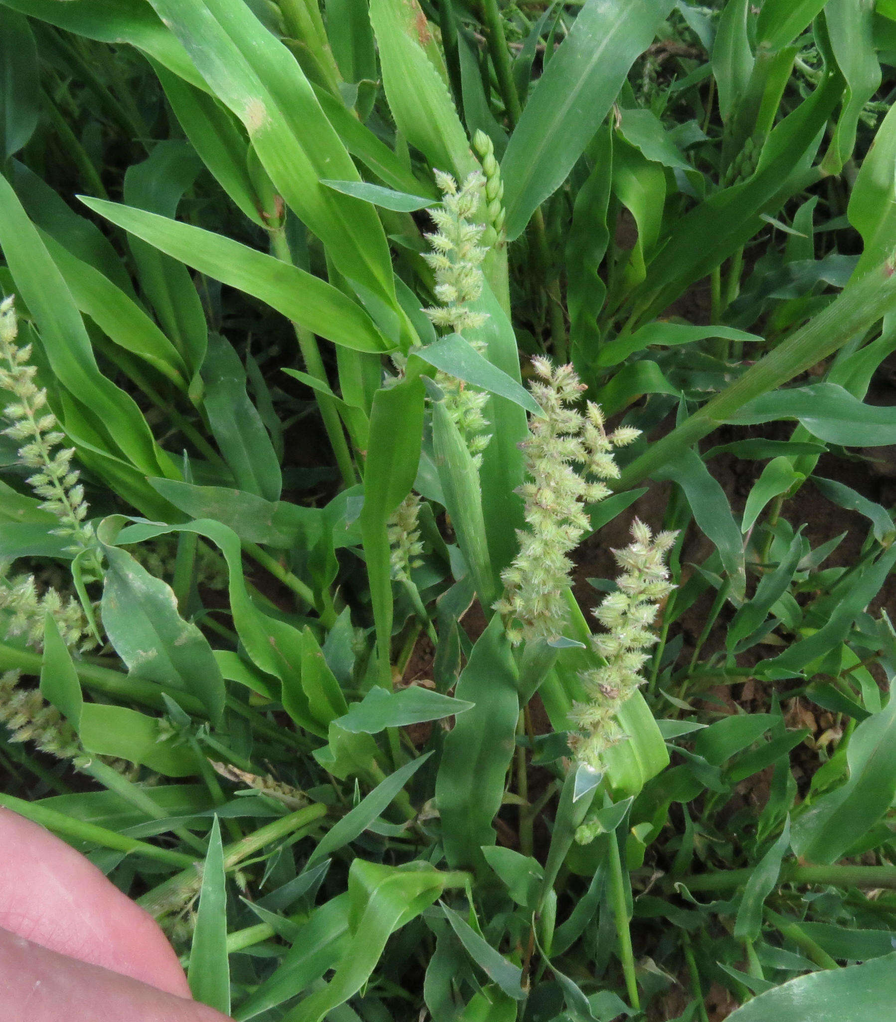 Image of Carrot seed grass