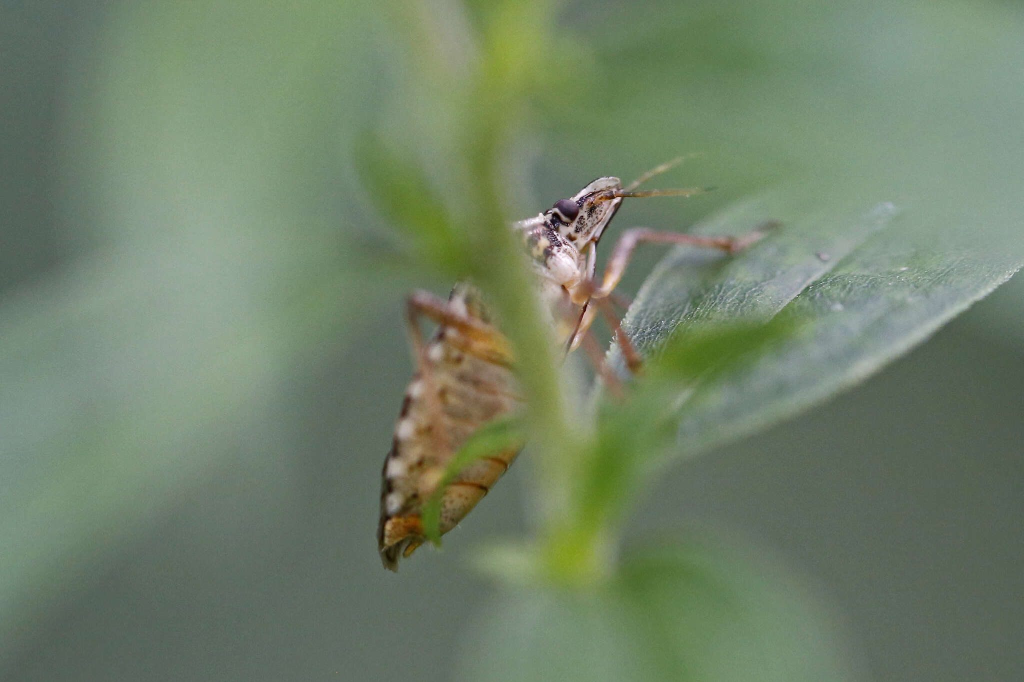 Image of Halyomorpha halys (Stål 1855)