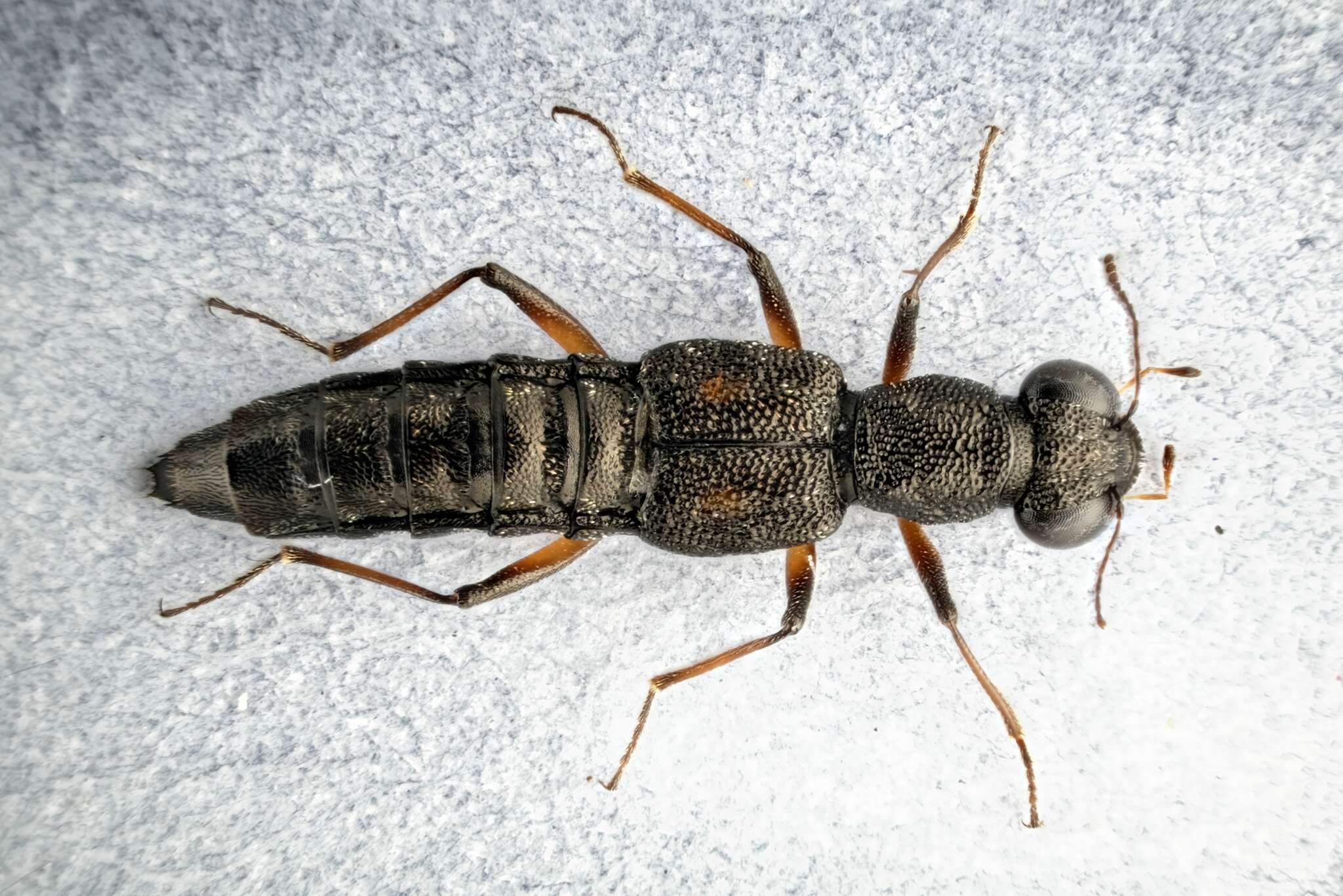 Stenus (Stenus) bimaculatus Gyllenhal 1810 resmi