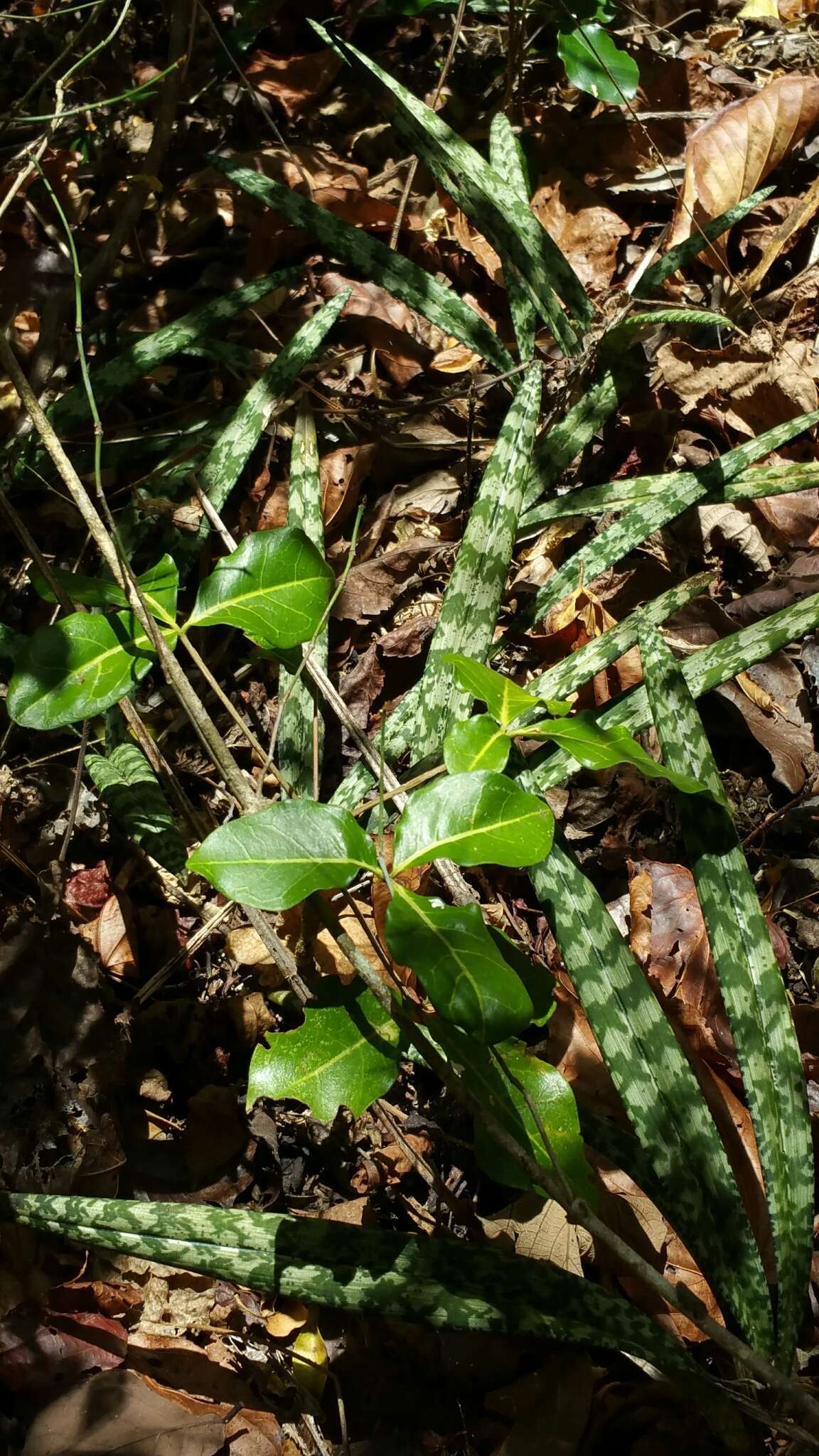 Imagem de Oeceoclades spathulifera (H. Perrier) Garay & P. Taylor