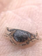 Image of sand-dollar pea crab