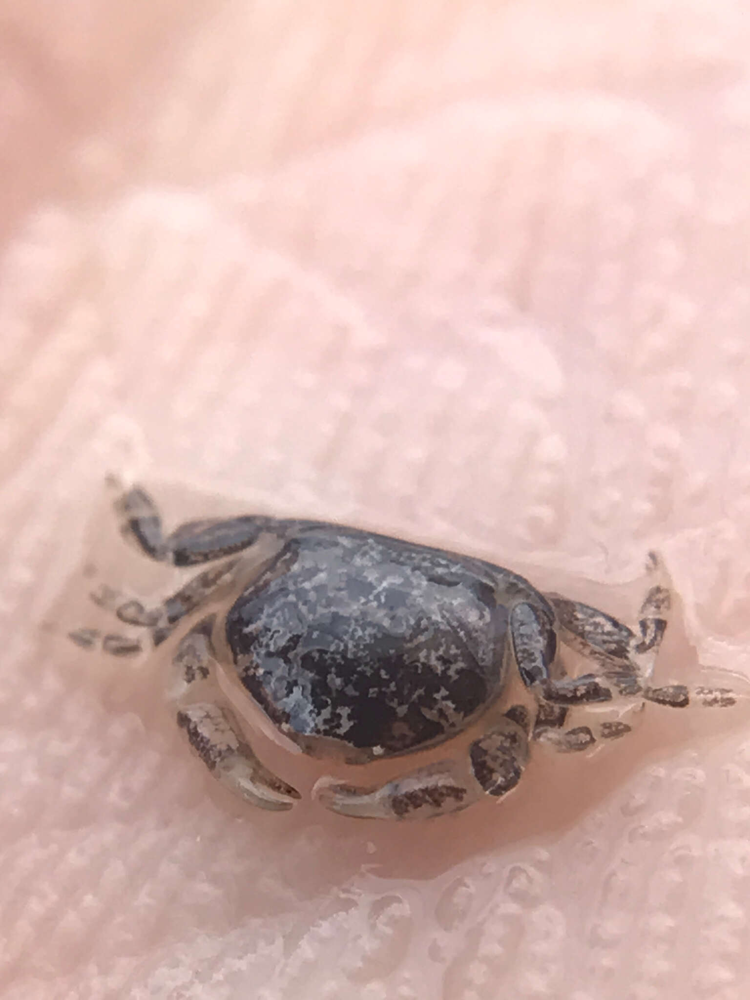 Image of sand-dollar pea crab