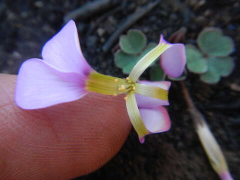 Image of Oxalis eckloniana C. Presl