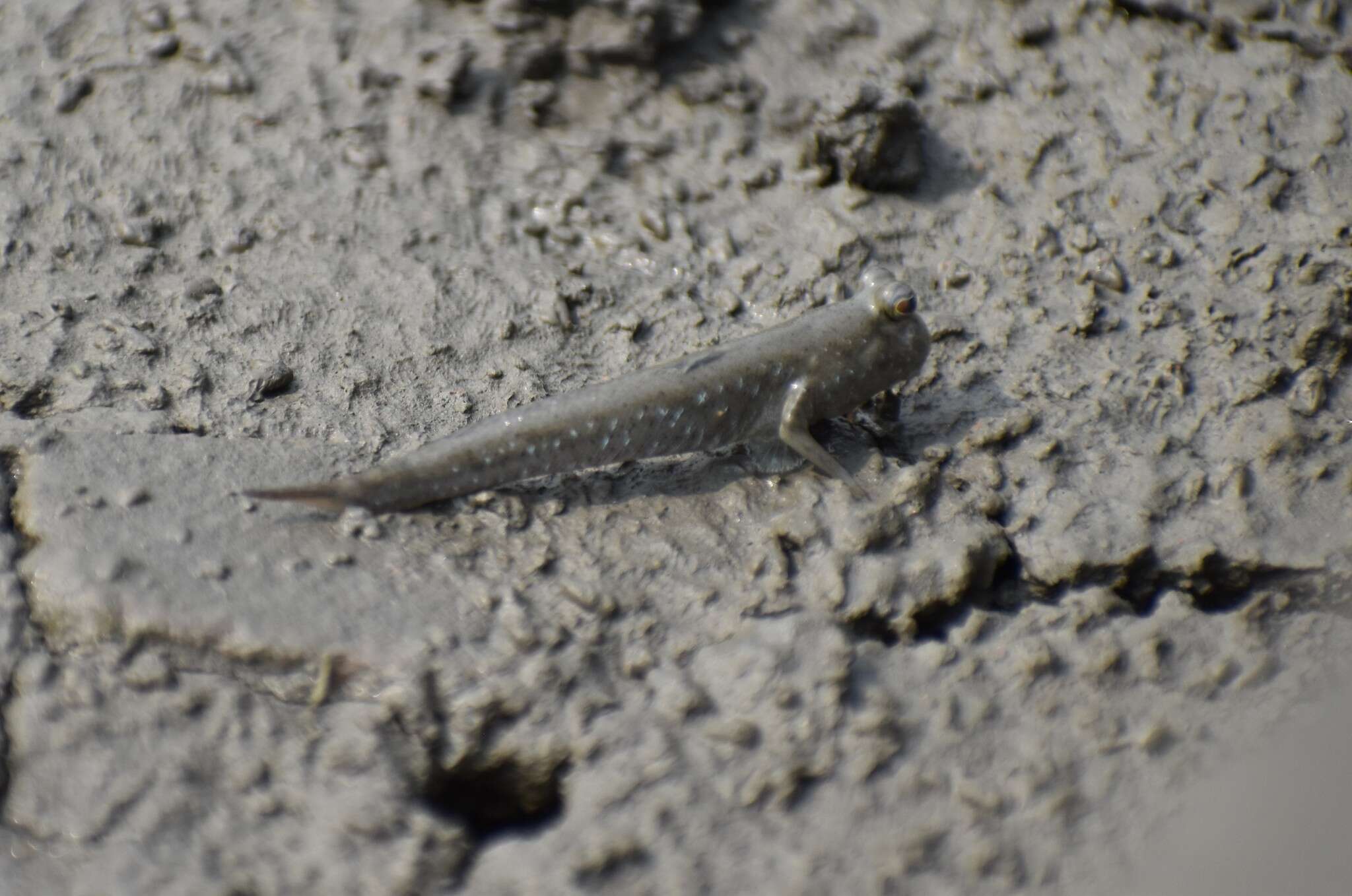 Image of Pearse's mudskipper