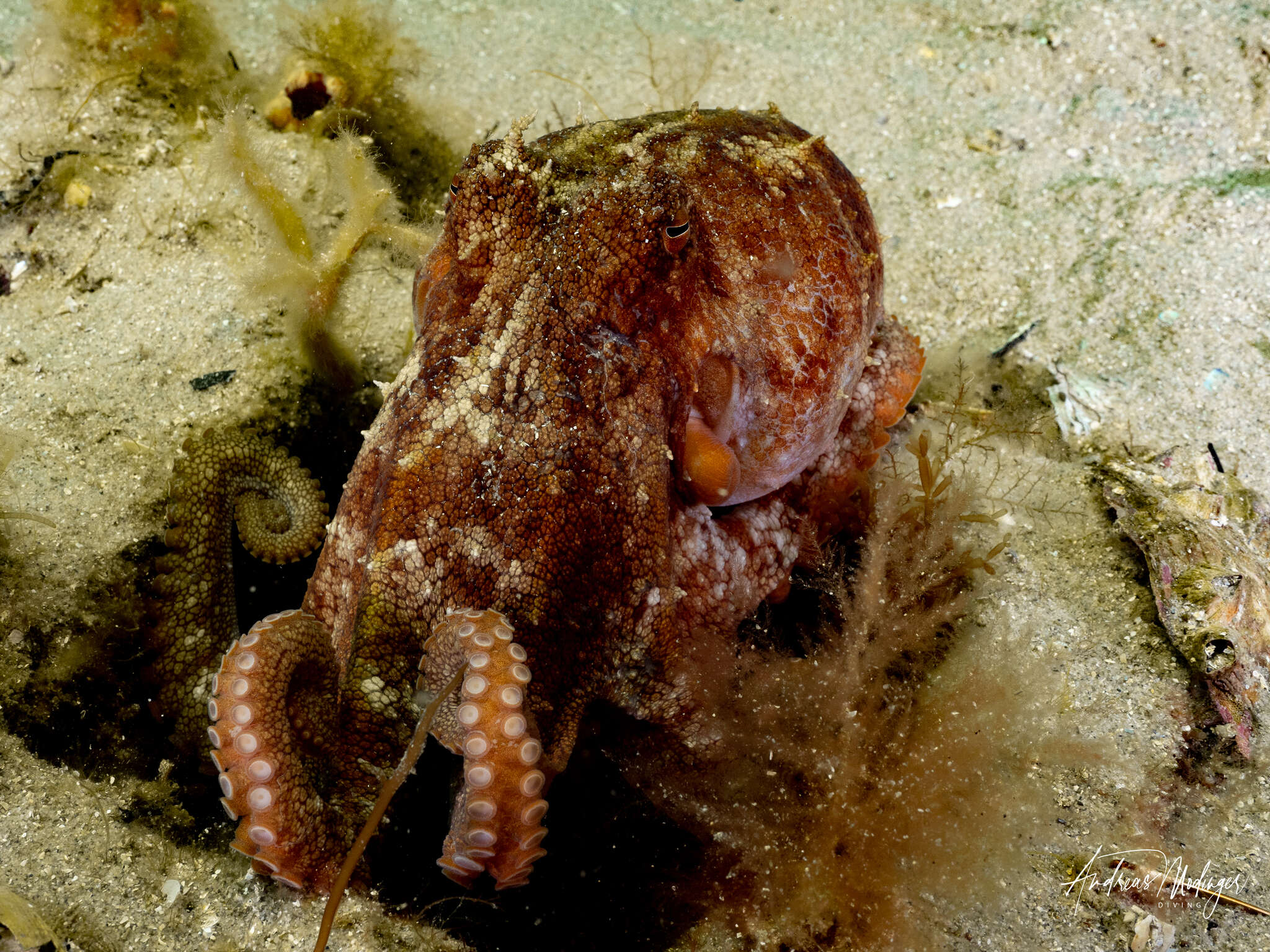 Слика од Octopus pallidus Hoyle 1885