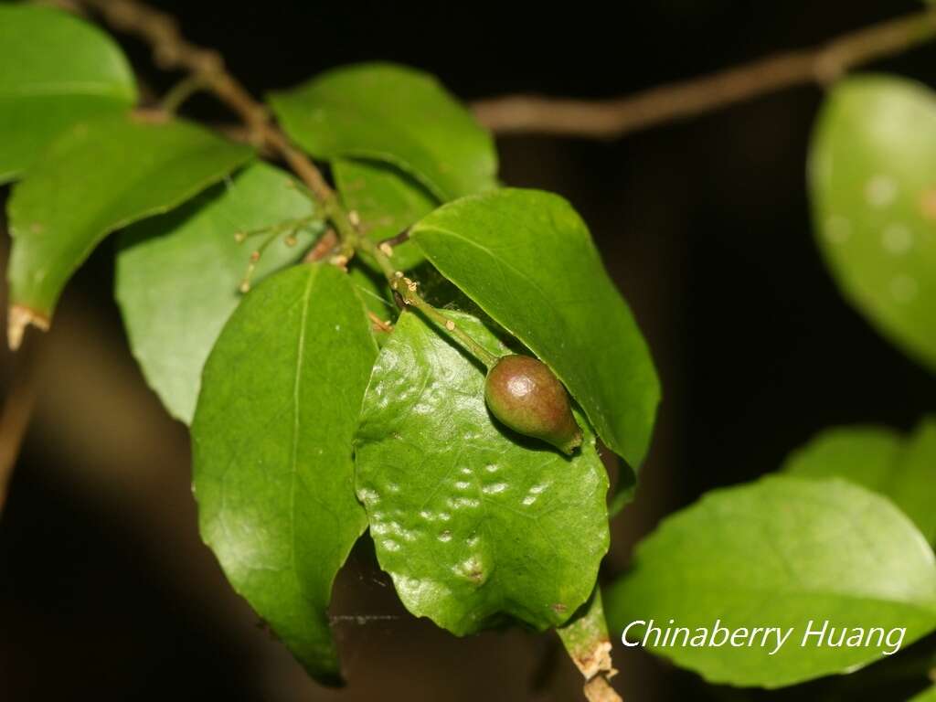 Image of Symplocos sumuntia var. modesta (Brand) Noot.