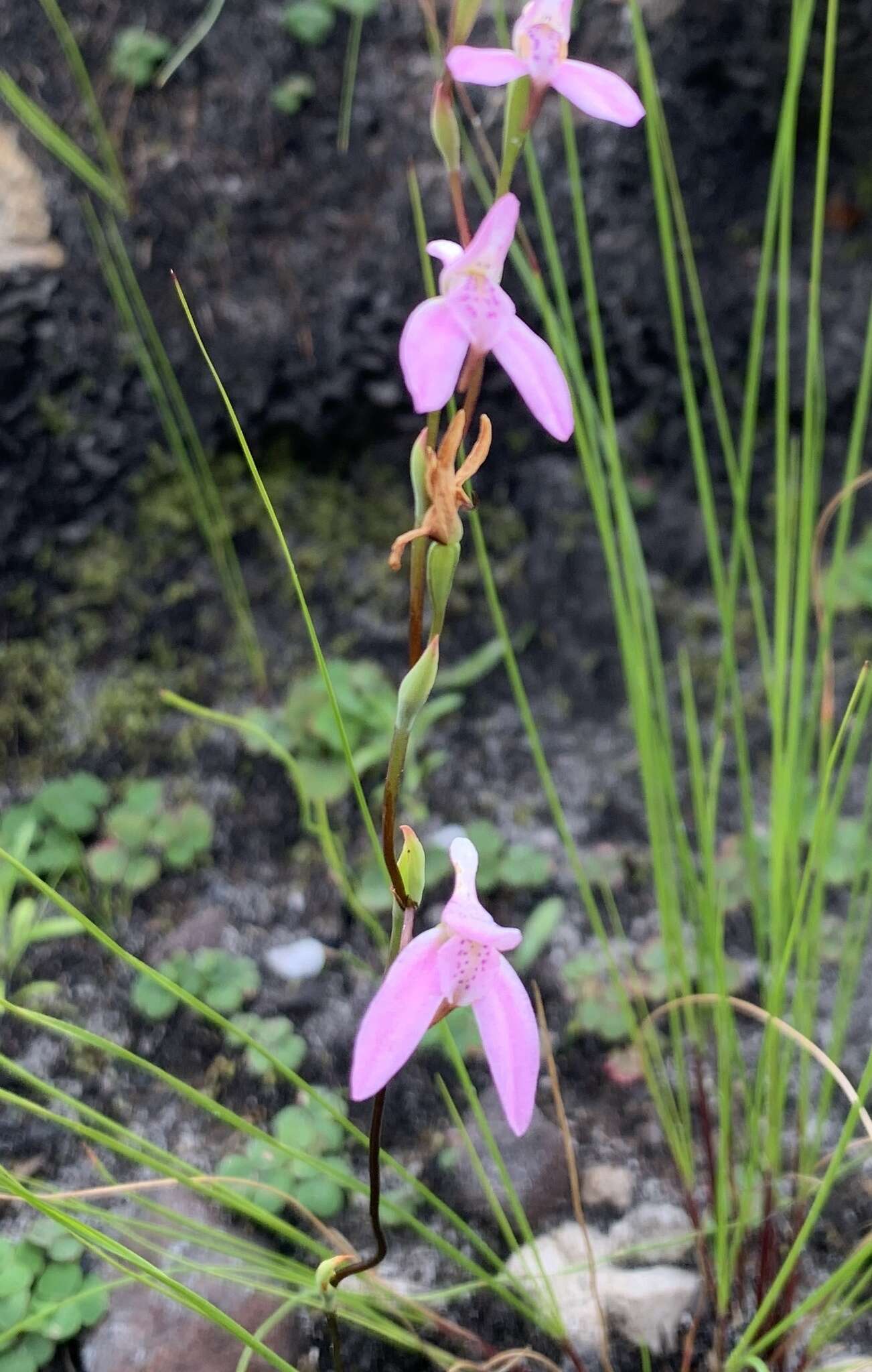 Image of Disa obliqua (Lindl.) Bolus