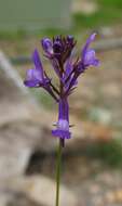 Image of Jersey toadflax