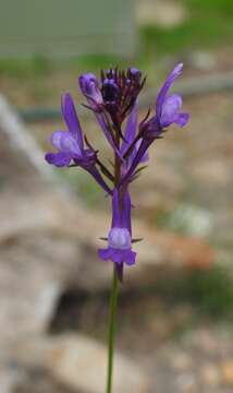 Image of Linaria pelisseriana (L.) Mill.