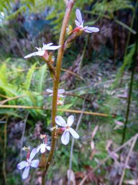 Image de Stylidium graminifolium Sw. ex Willd.