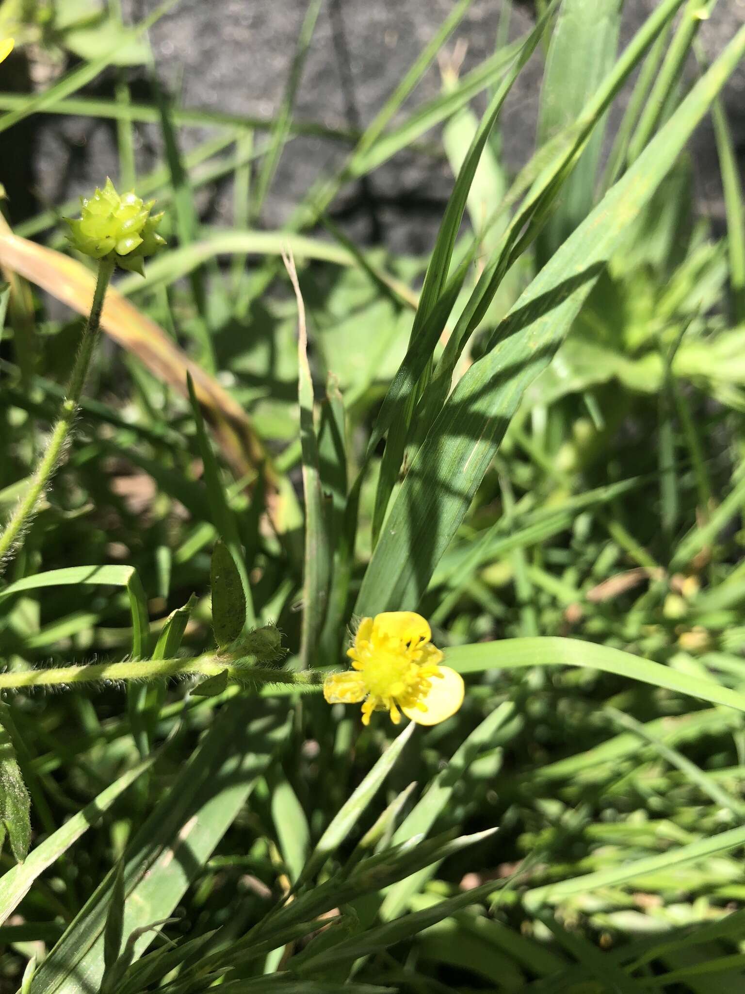 Image de Ranunculus macounii Britton