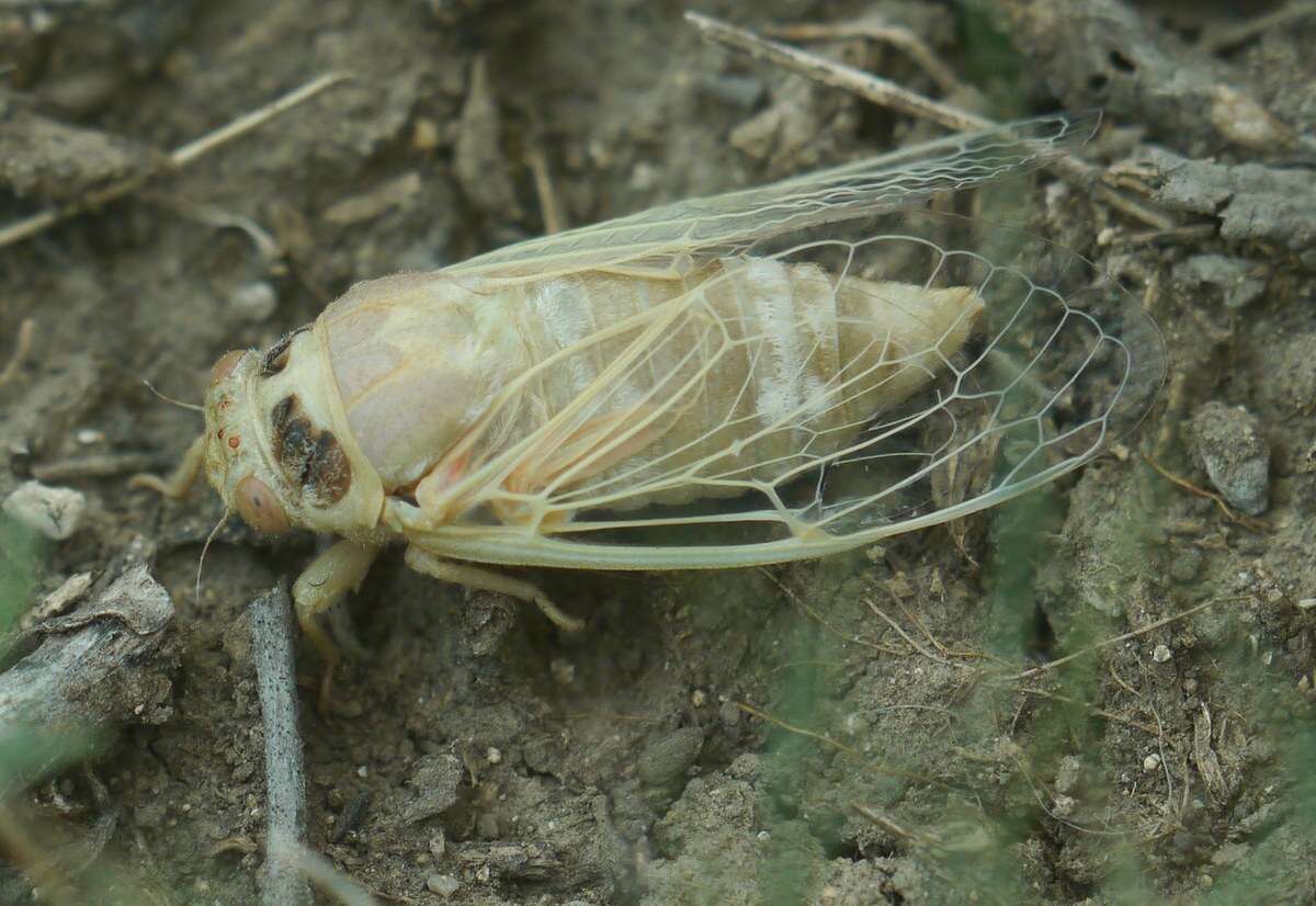 Image of Cicadatra platyptera Fieber 1876