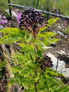 Image of Rocky Mountain elder