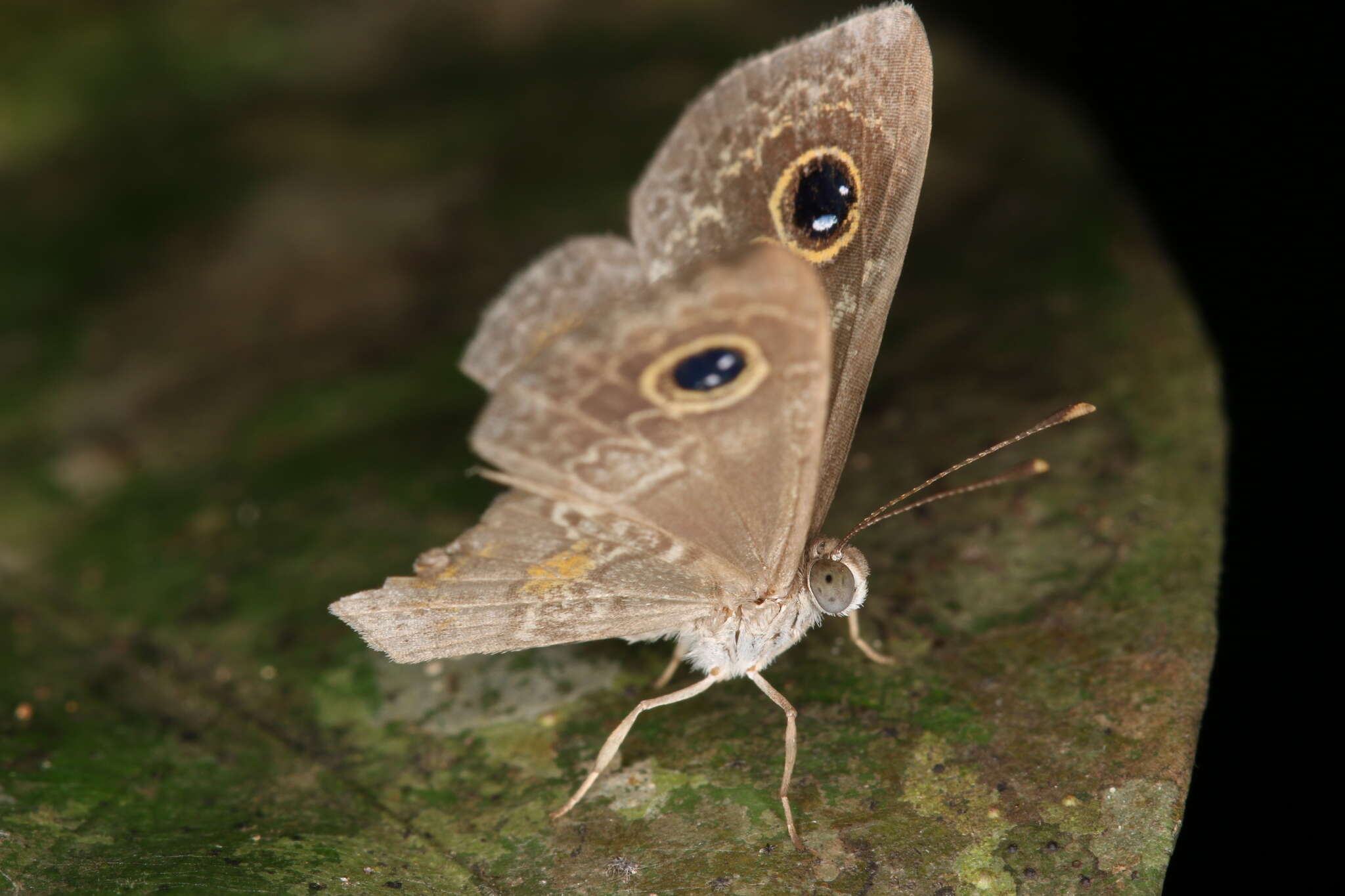 Plancia ëd Perophthalma tullius Fabricius 1787