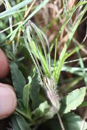 Image of Ceropegia macmasteri A. P. Dold