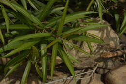 Image of Willow-Leaved Water Croton