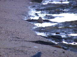 Image of Bar-winged cinclodes