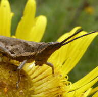 Image of Pyrgomorpha (Phymelloides) granulata Stål 1875